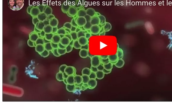 Les effets des algues sur les hommes et les animaux